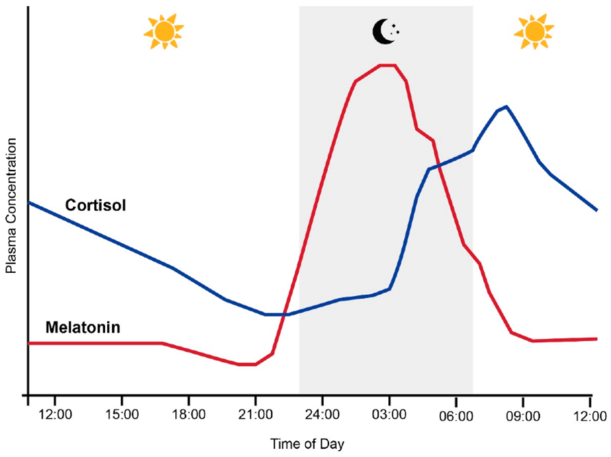 the relationship between cortisol and melatonin graphed against sleep cycle