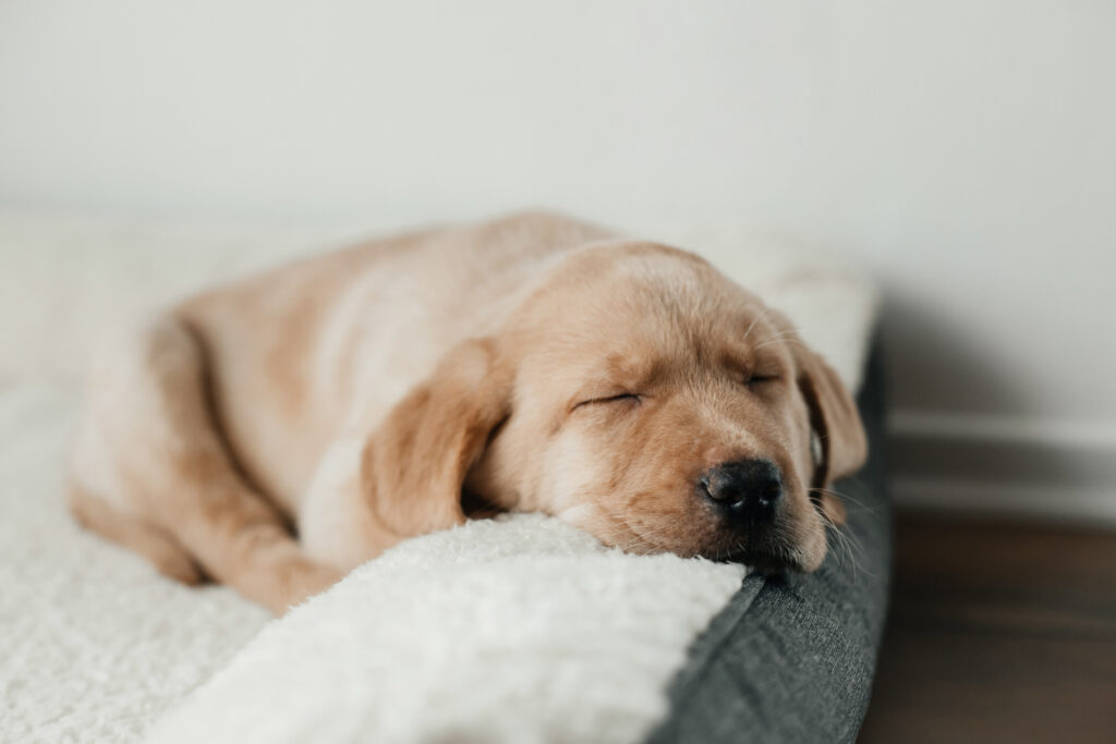 puppy sleeping on soft bed